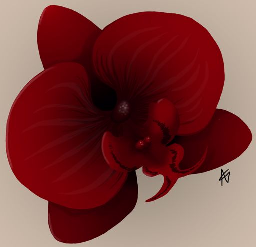 Zeichnung einer dunkelroten Orchideenblüte